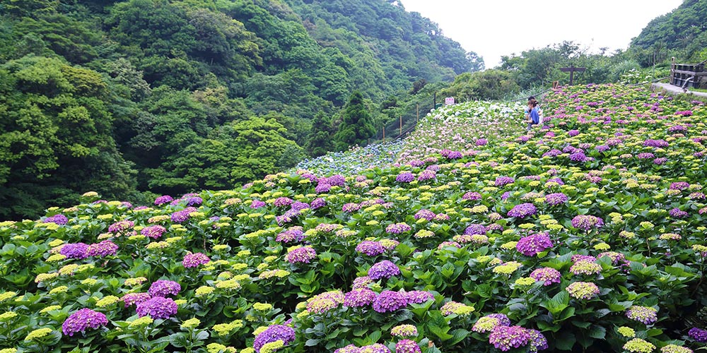 台北繡球花,台北海芋花季