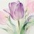 鬱金香花語