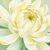 菊花花語