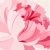 康乃馨花語